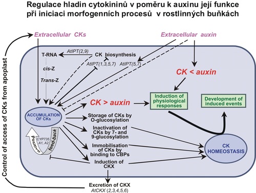 Model metabolické regulace cytokininů